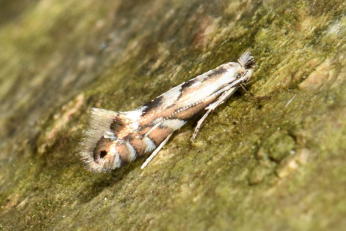 Gracillariidae: Phyllonorycter rajella?